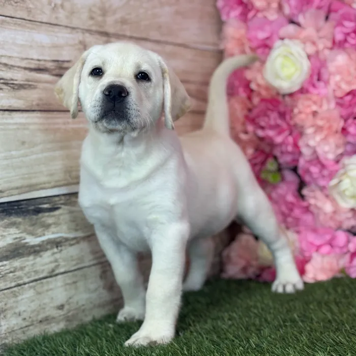 Female Labrador Retriever puppy named Luna for sale at Pet Express Saugus.
