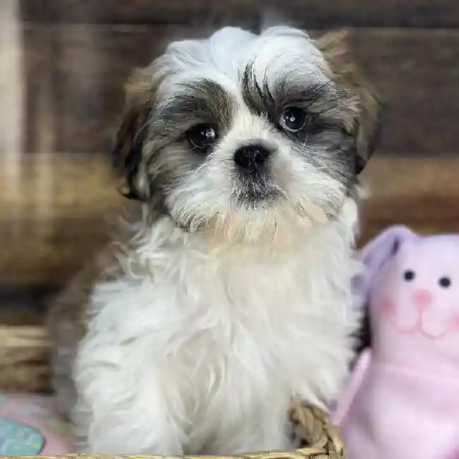 Male Shih Tzu Puppy for Sale in Saugus, MA
