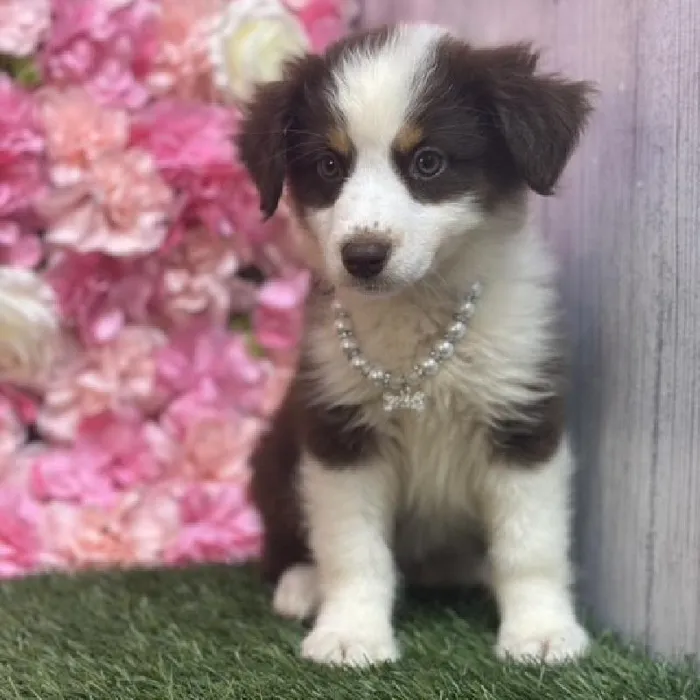 Female Australian Shepherd Puppy for Sale in Saugus, MA