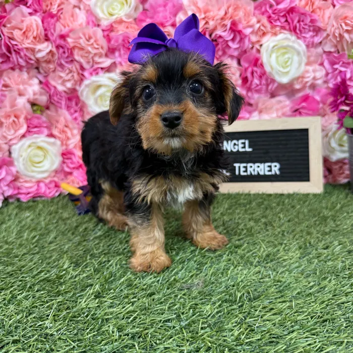 Female Yorkshire Terrier puppy named Angel for sale at Pet Express Braintree.
