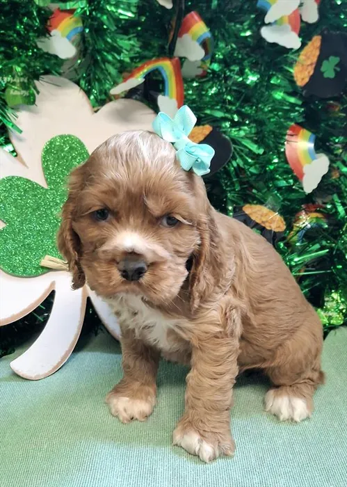 Female Cocker Spaniel puppy named Dolores for sale at Pet Express Saugus.