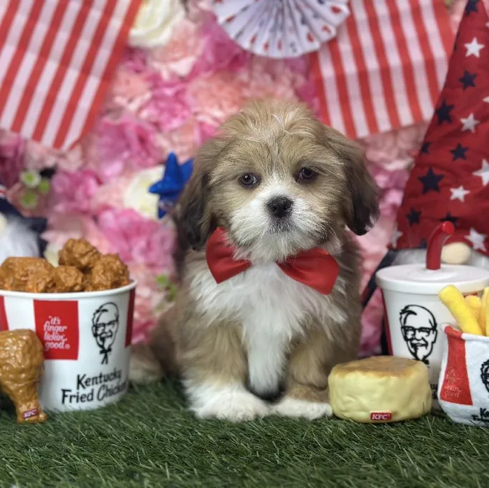 Male Lhasa Apso Puppy for Sale in Saugus, MA