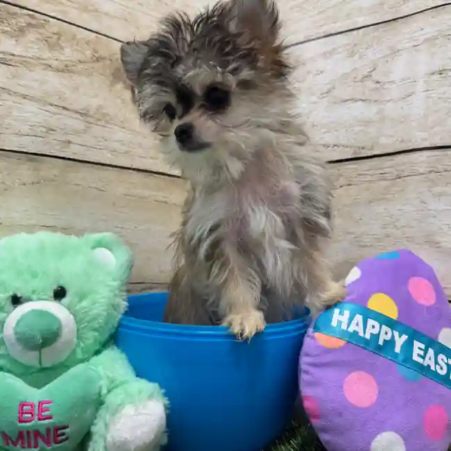 Male Chihuahua Puppy for Sale in Braintree, MA