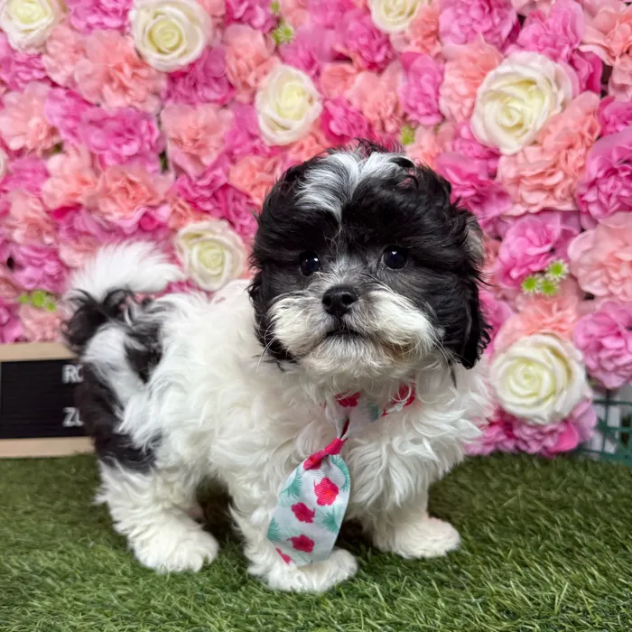 Male Teddy Bear (Zuchon) puppy named Ronaldo for sale at Pet Express Braintree.