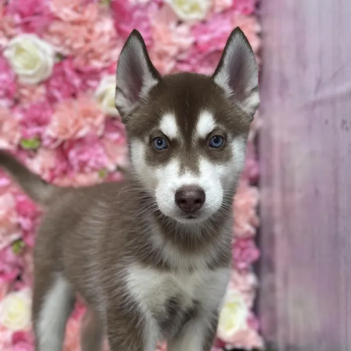 Male Siberian Husky Puppy for Sale in Saugus, MA