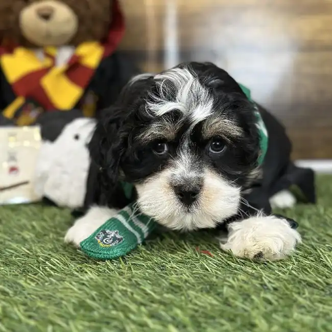 Male Lhasa-Poo Puppy for Sale in Saugus, MA
