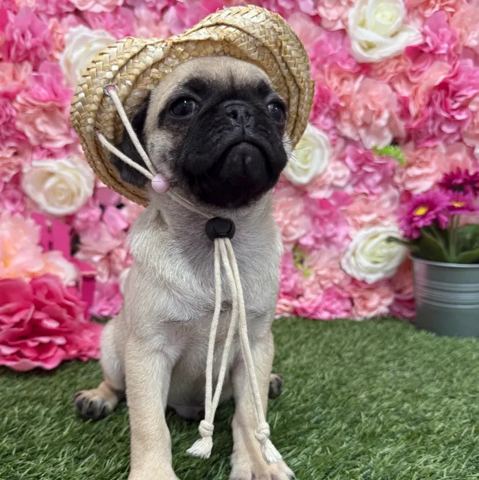 Male Pug Puppy for Sale in Braintree, MA