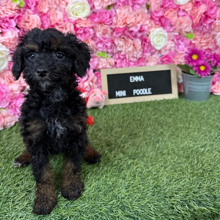 Female Poodle (Mini) puppy named Emma for sale at Pet Express Braintree.
