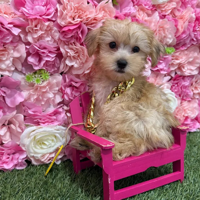 Male Morkie Puppy for Sale in Braintree, MA
