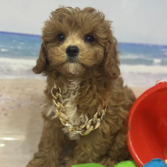 Male Cavapoo Puppy for Sale in Saugus, MA