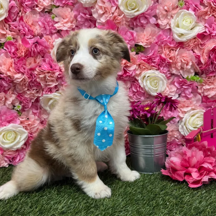 Male Miniature Australian Shepherd Puppy for Sale in Braintree, MA