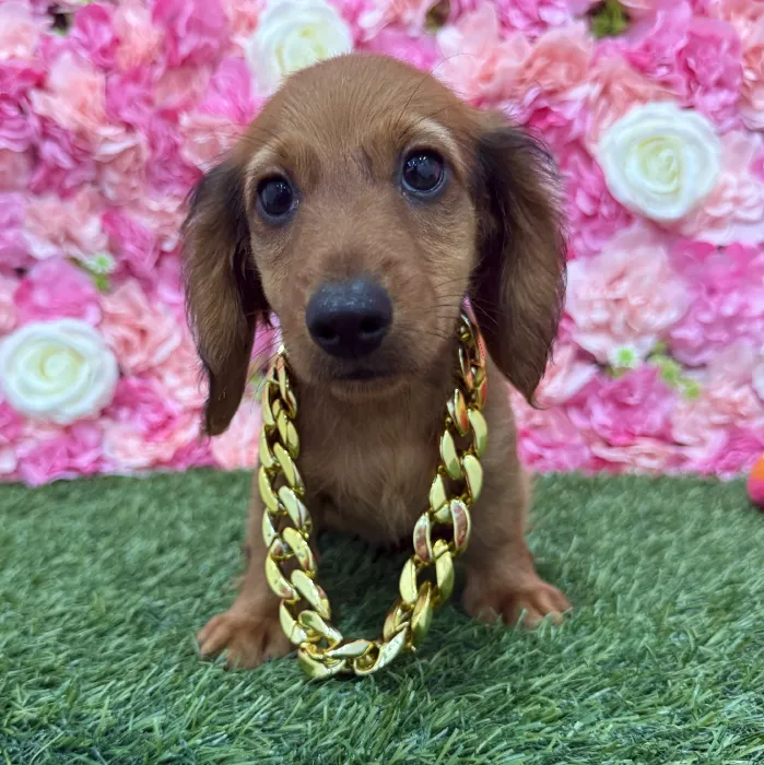 Male Dachshund Puppy for Sale in Braintree, MA