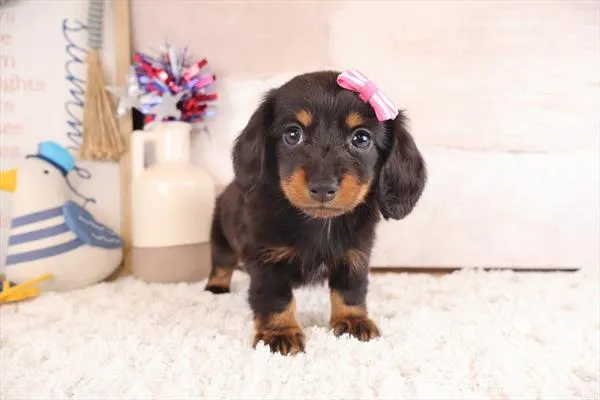 Female Dachshund puppy named Maxine for sale at Pet Express Braintree.