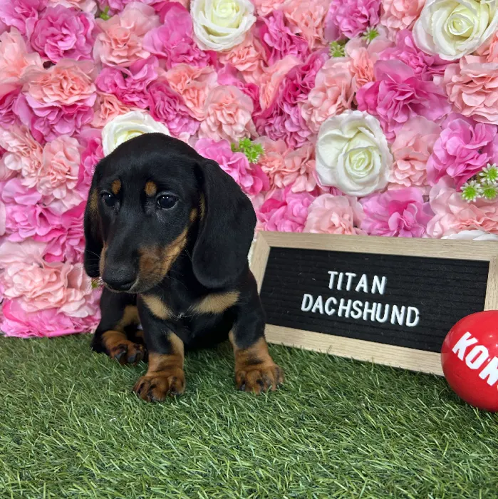 Male Dachshund puppy named Titan for sale at Pet Express Braintree.