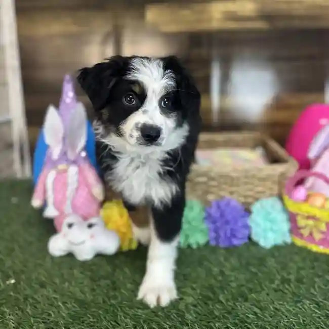 Female Miniature Australian Shepherd Puppy for Sale in Saugus, MA