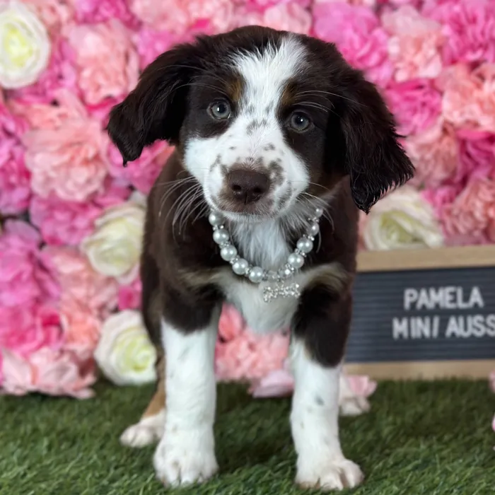 Female Miniature Australian Shepherd puppy named Pamela for sale at Pet Express Saugus.