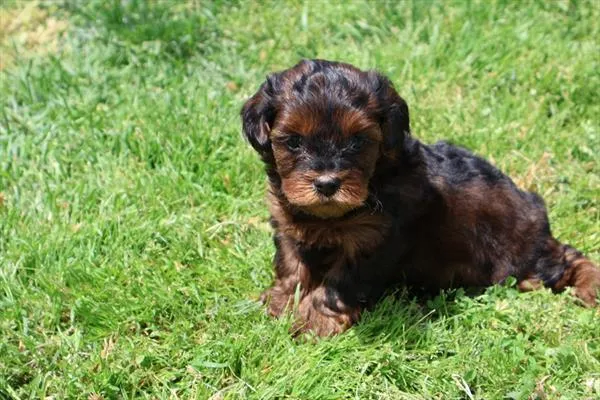 Male Yorkie-Poo puppy named Luke for sale at Pet Express Saugus.