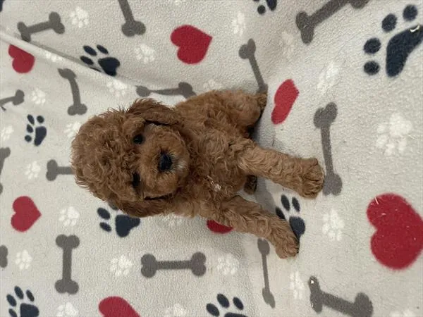 Female Cockapoo 2Nd Gen puppy named Papa Frita for sale at Pet Express Saugus.