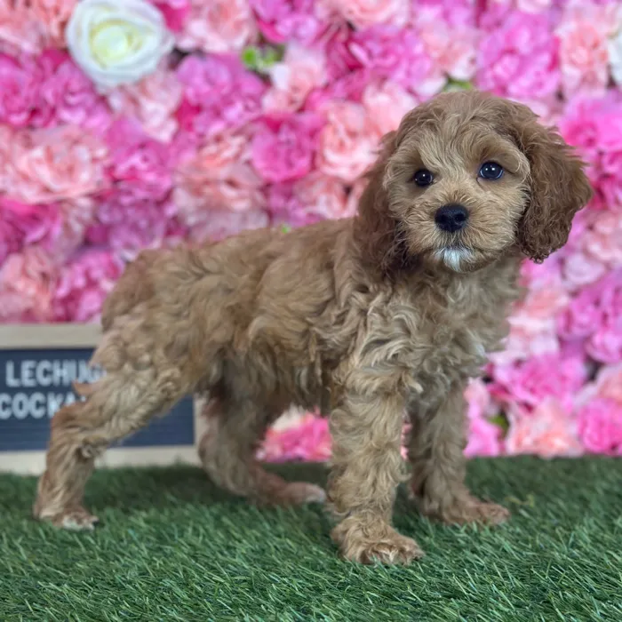 Male Cockapoo 2Nd Gen puppy named Lechuga for sale at Pet Express Saugus.
