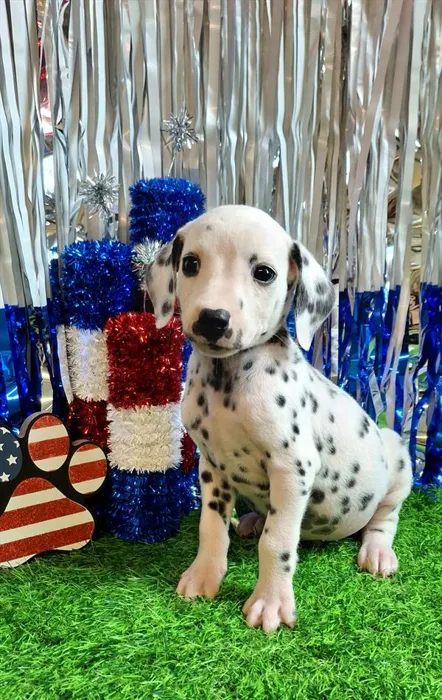 Male Dalmatian puppy named Farley for sale at Pet Express Braintree.