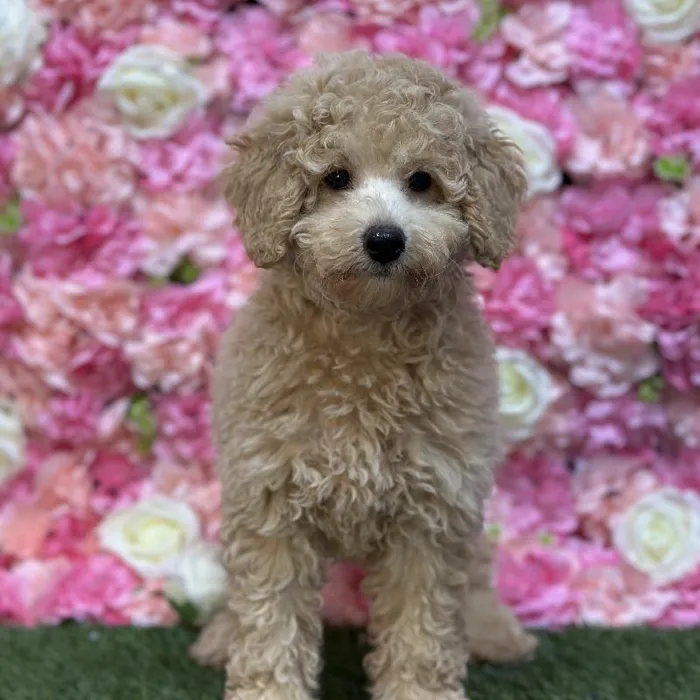 Female Mini Goldendoodle F1BB Puppy for Sale in Saugus, MA