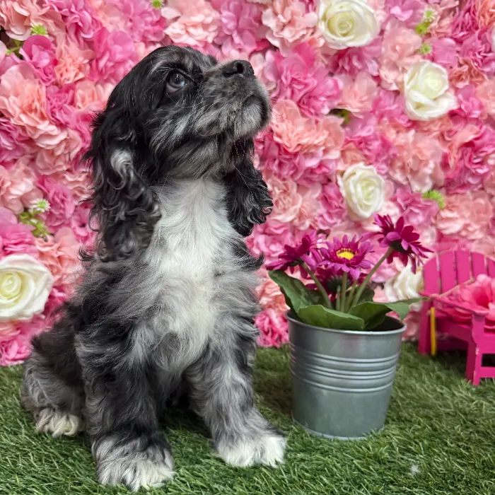 Male Cocker Spaniel Puppy for Sale in Braintree, MA