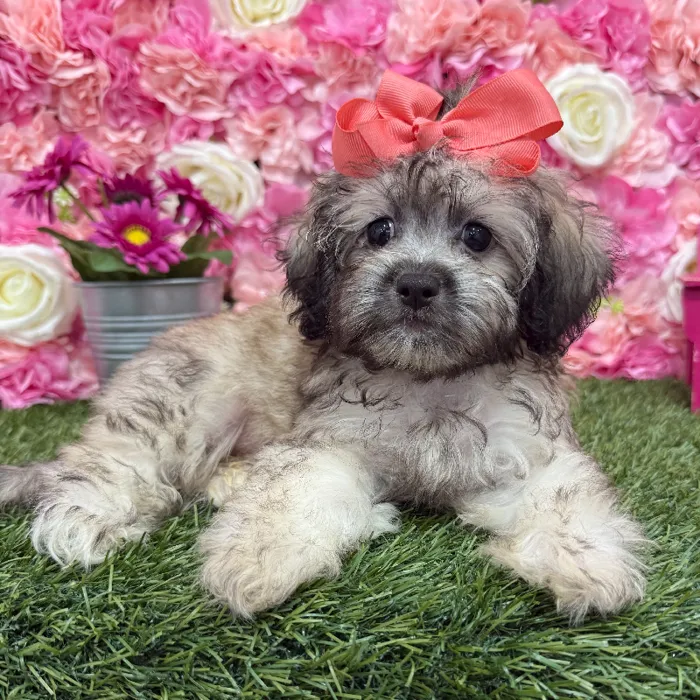 Female Shih-Poo Puppy for Sale in Braintree, MA