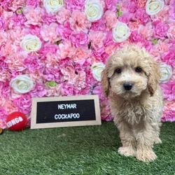 Male Cockapoo 2Nd Gen puppy named Neymar for sale at Pet Express Braintree.