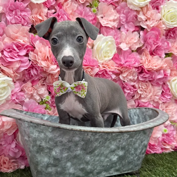Male Italian Greyhound Puppy for Sale in Braintree, MA