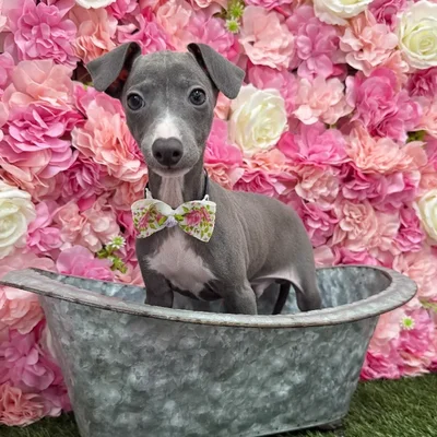 Male Italian Greyhound Puppy for Sale in Braintree, MA