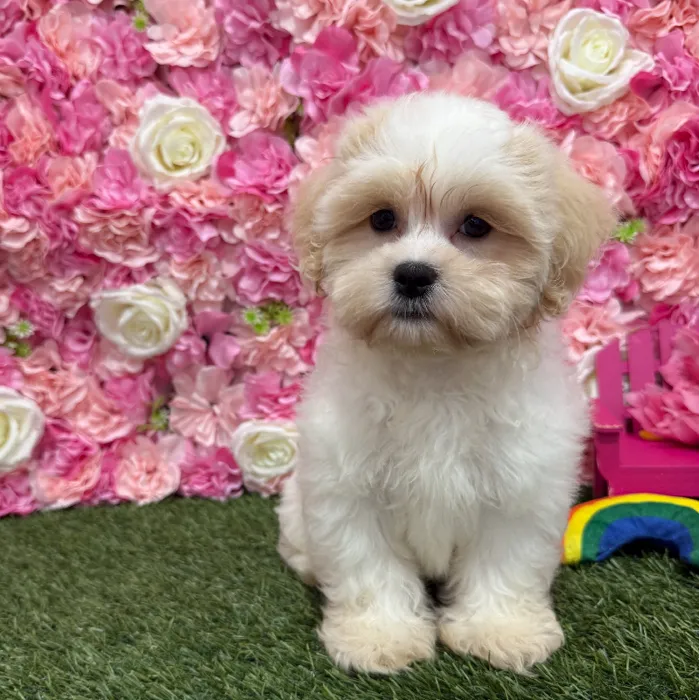 Female Teddy Bear (Zuchon) Puppy for Sale in Braintree, MA