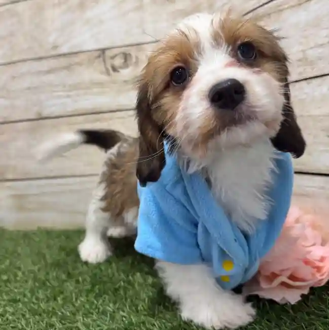 Male Cavanese Puppy for Sale in Braintree, MA
