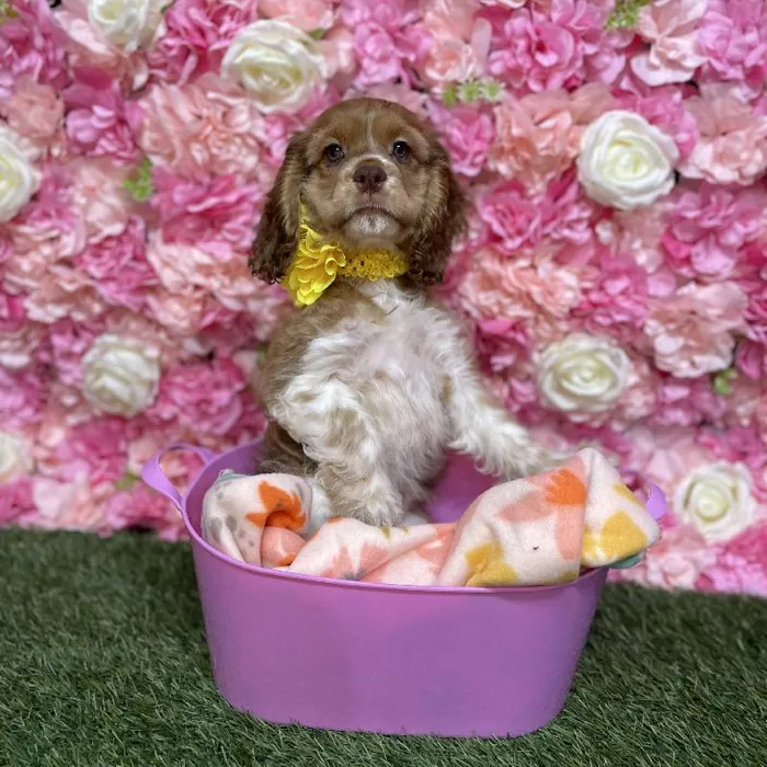 Female Cocker Spaniel Puppy for Sale in Saugus, MA