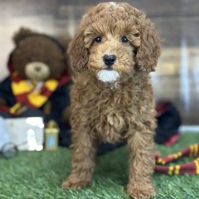 Male Poodle Moyen (Medium) Puppy for Sale in Saugus, MA