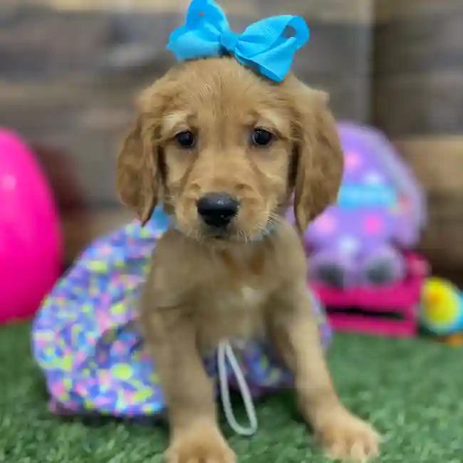 Female Golden Retriever Puppy for Sale in Braintree, MA