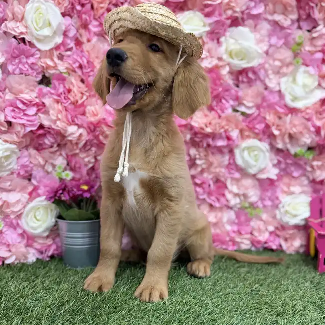 Male Golden Retriever Puppy for Sale in Braintree, MA