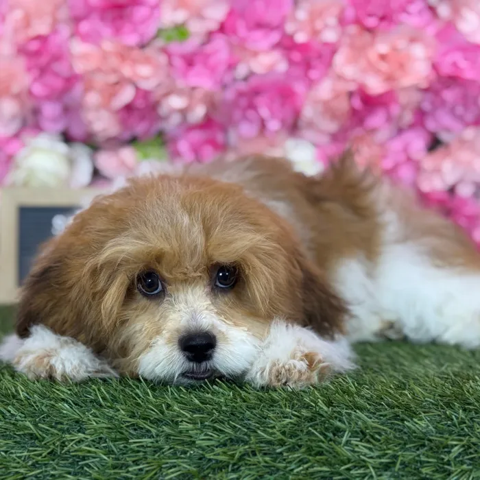 Male Lhasa-Poo puppy named Skipper for sale at Pet Express Saugus.