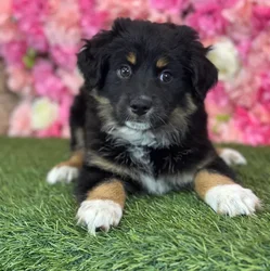 Female Miniature Australian Shepherd puppy named Acai for sale at Pet Express Saugus.