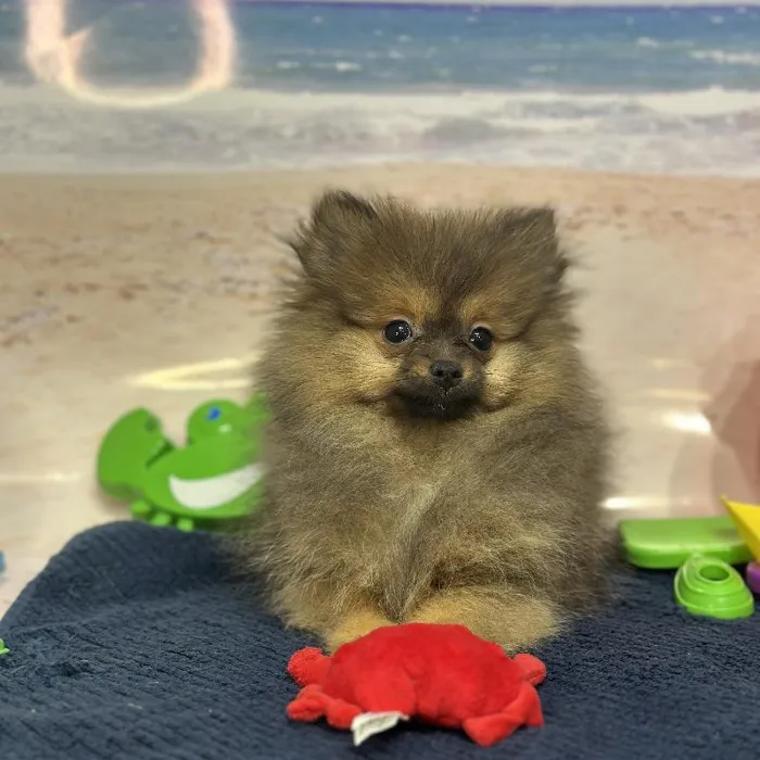 Female Pomeranian Puppy for Sale in Saugus, MA
