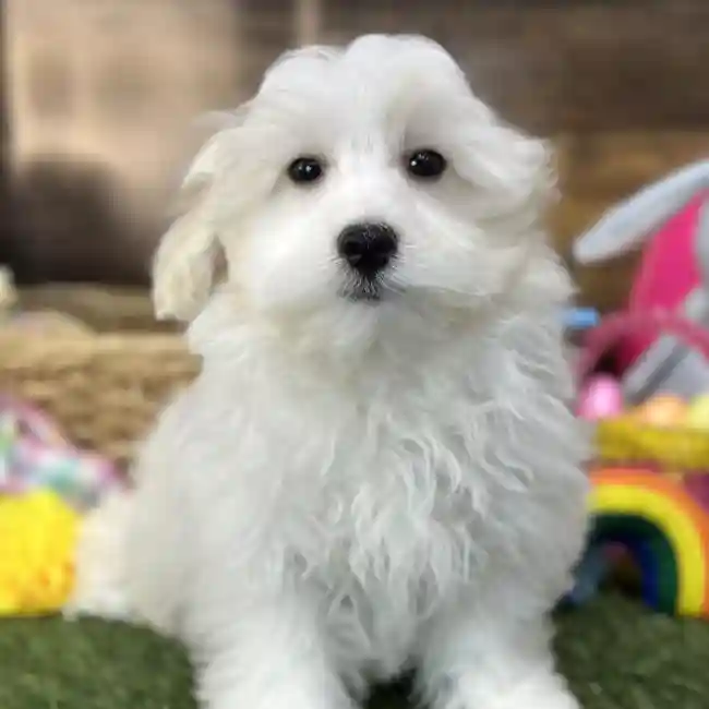 Male Malti-Poo Puppy for Sale in Saugus, MA