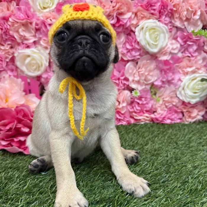 Male Pug Puppy for Sale in Braintree, MA