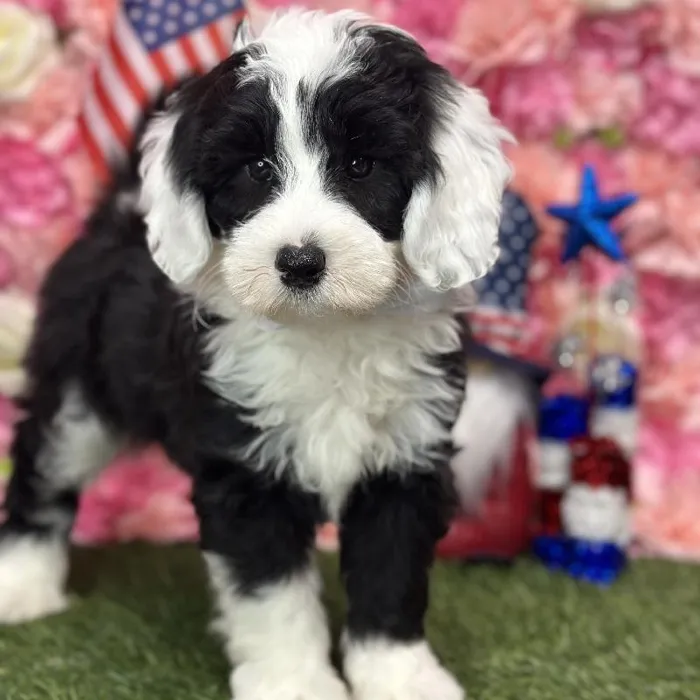 Male Mini Sheepadoodle Puppy for Sale in Saugus, MA