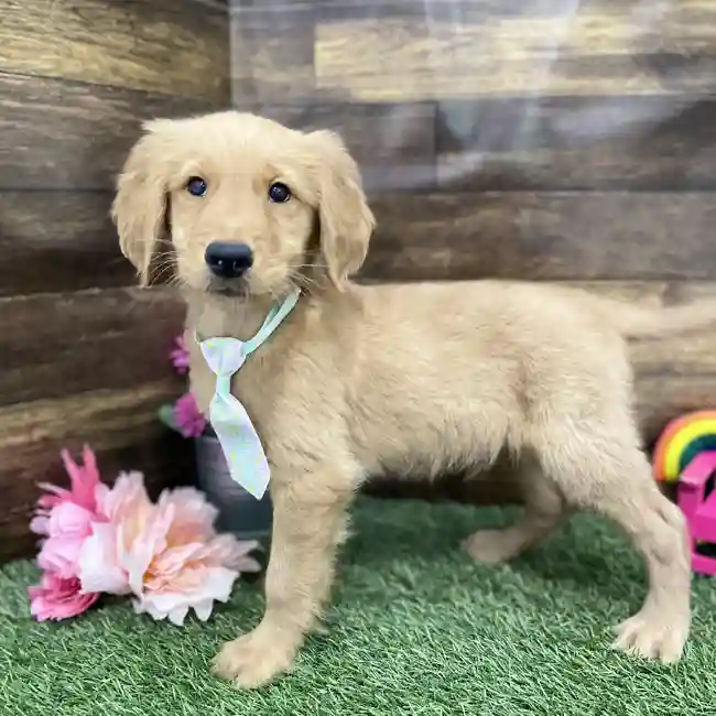 Male Golden Retriever Puppy for Sale in Braintree, MA