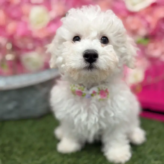 Male Bichon Frise Puppy for Sale in Braintree, MA