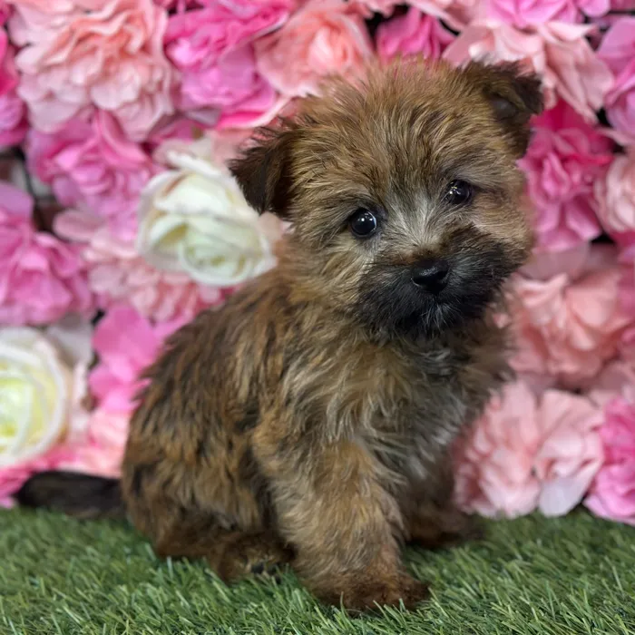 Female Cairn Terrier puppy named Suzie Q for sale at Pet Express Saugus.