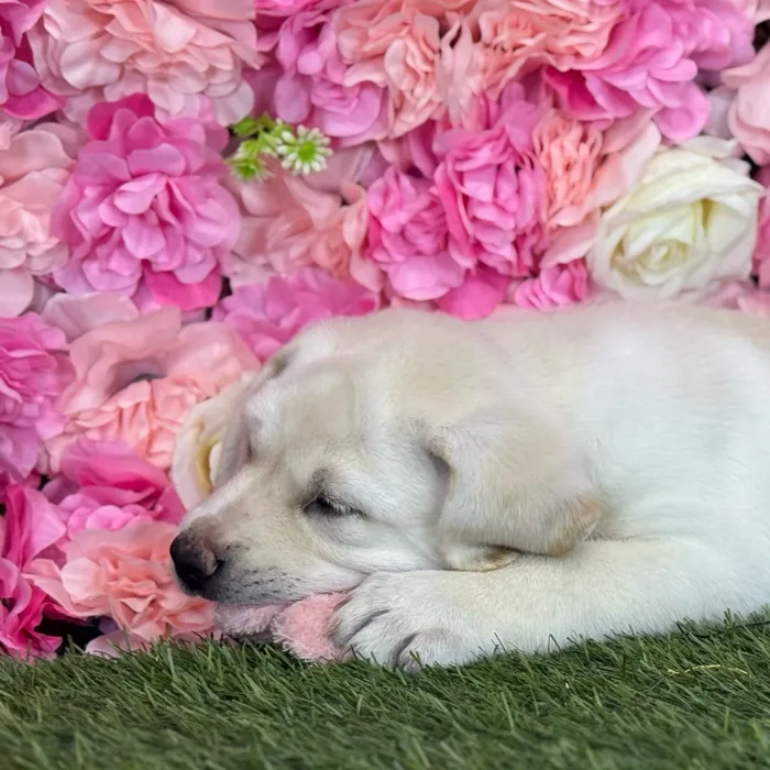 Female Labrador Retriever puppy named Luna for sale at Pet Express Saugus.