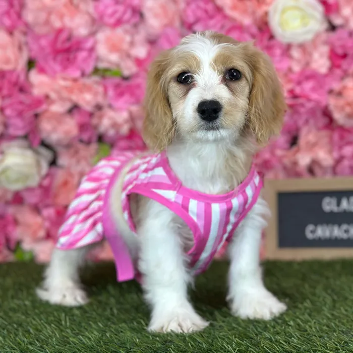 Female Cavachon puppy named Gladys for sale at Pet Express Saugus.