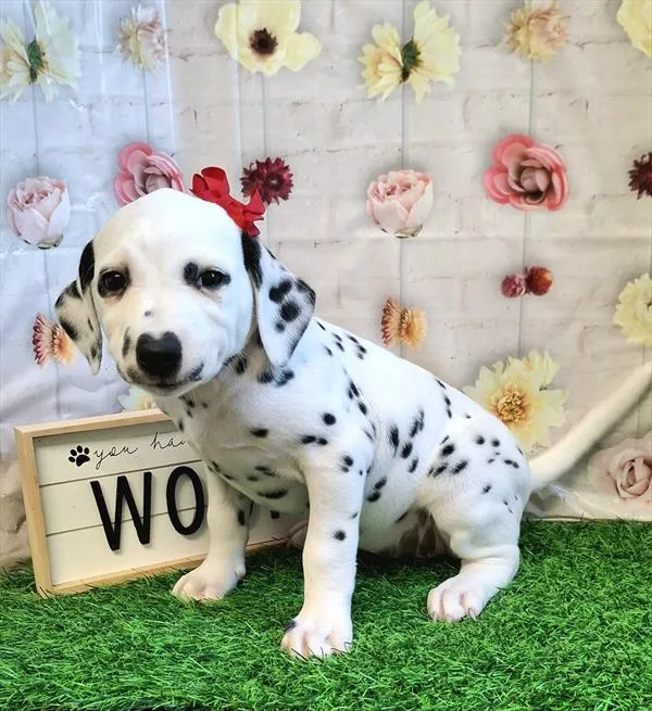 Female Dalmatian puppy named Lemon for sale at Pet Express Saugus.