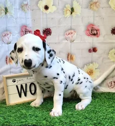 Female Dalmatian puppy named Lemon for sale at Pet Express Saugus.