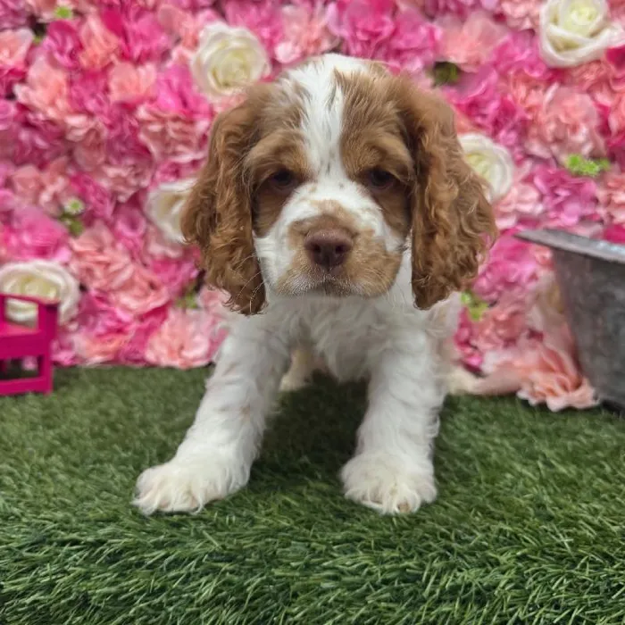 Male Cocker Spaniel Puppy for Sale in Braintree, MA